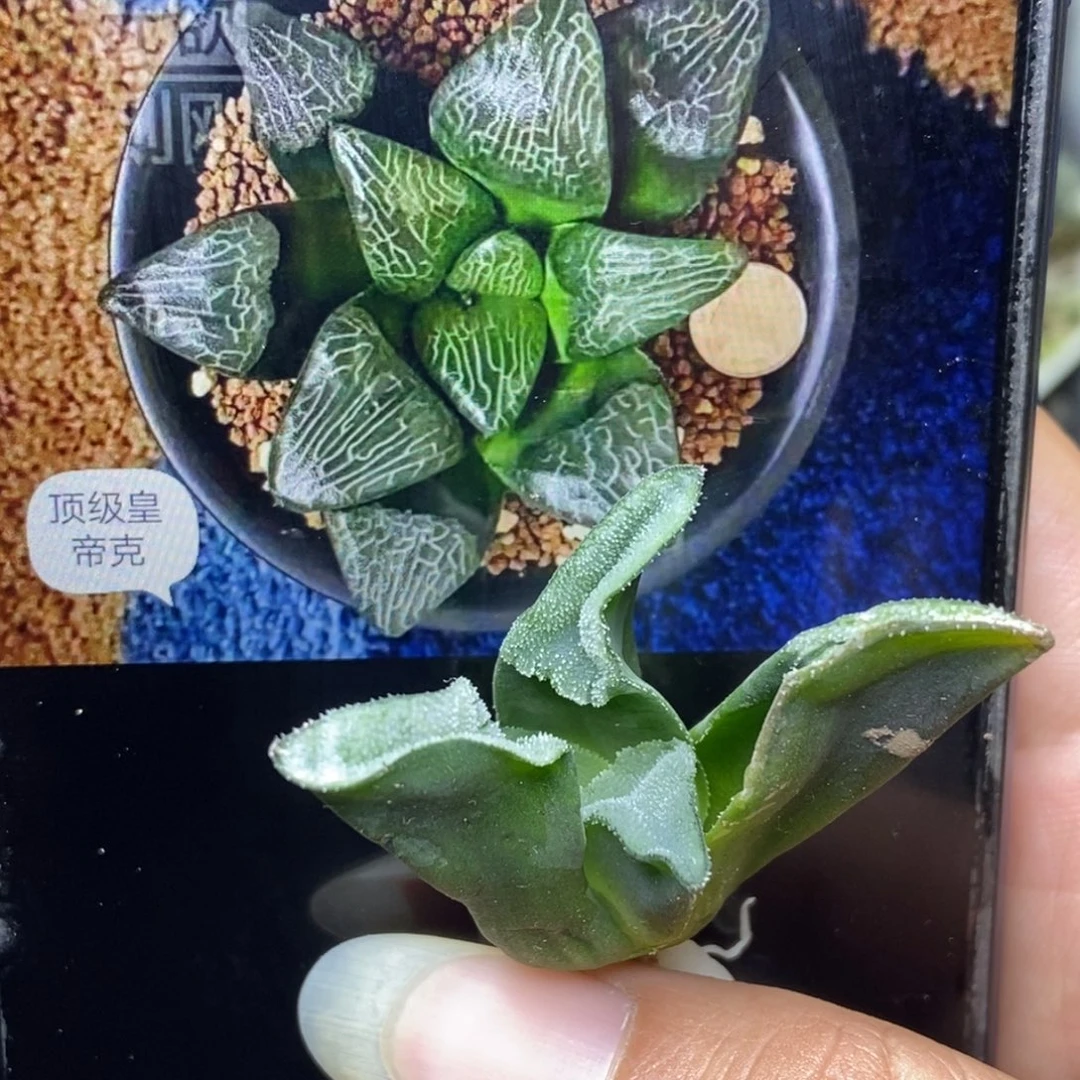 是是是是是是是是是寿