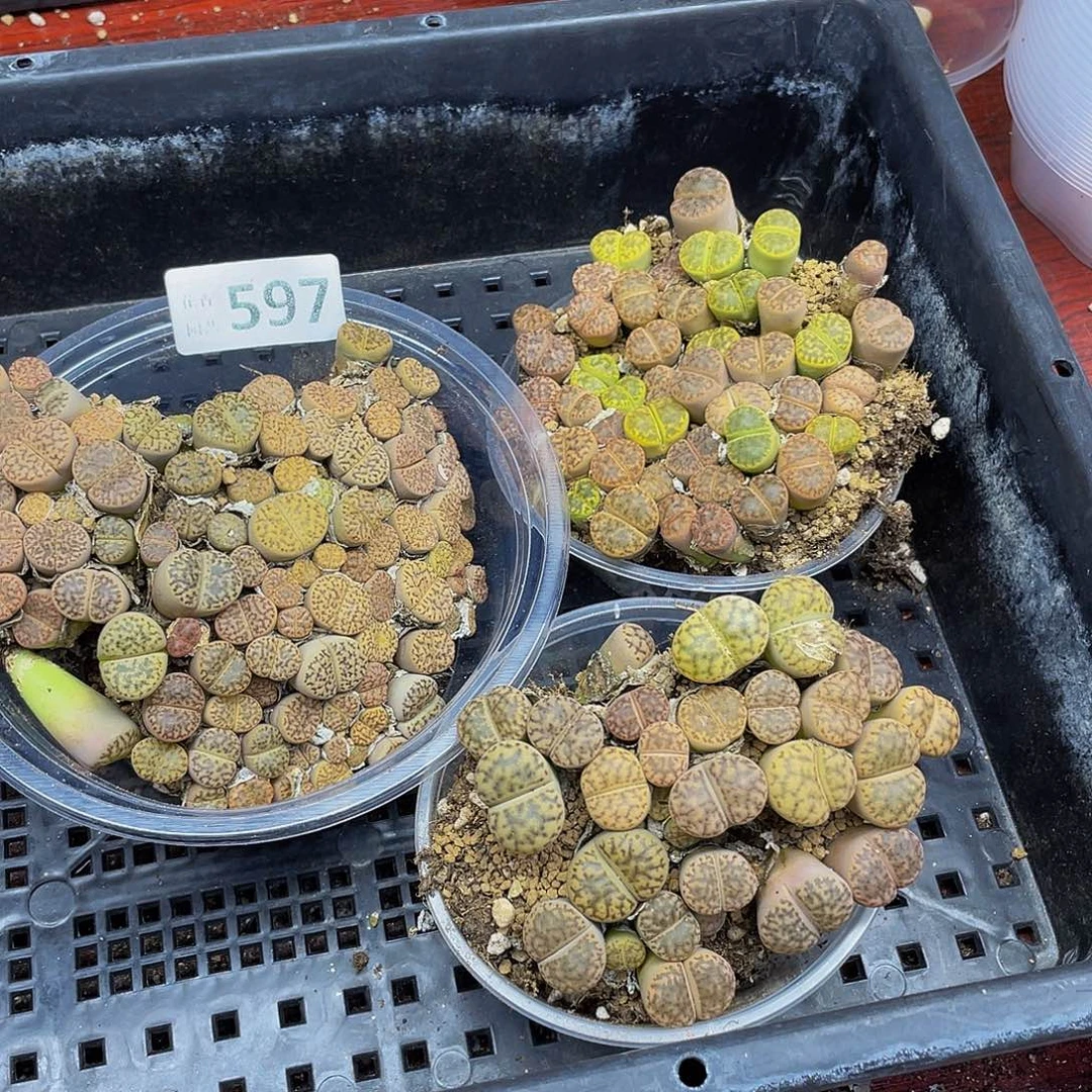 597000000花花花花花