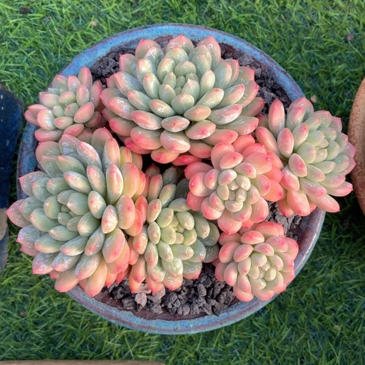 多肉植物 百达翡翠-4