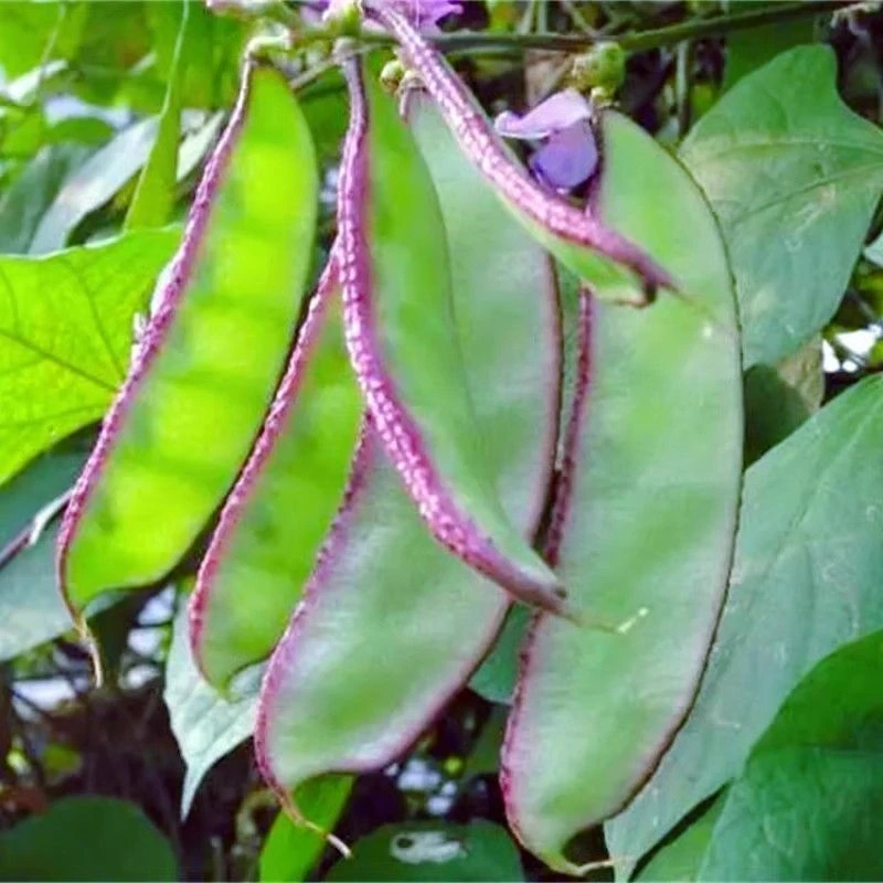 紫边绿眉豆种子 农家宽大猪耳朵扁豆种籽青眉豆种