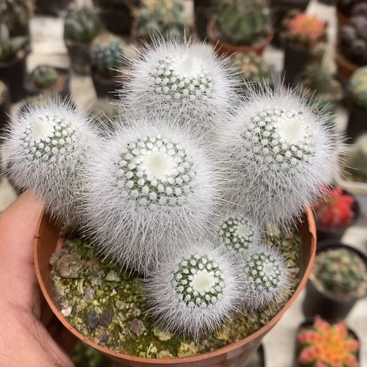 实生白小丁群特价