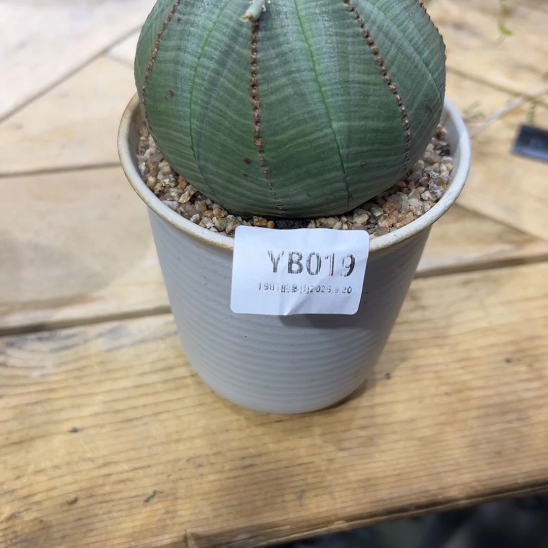 J***K1987花盆yb19红红火火