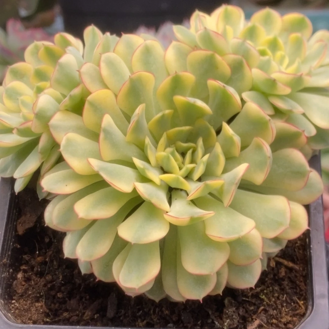 182梦幻玫瑰锦锦锦