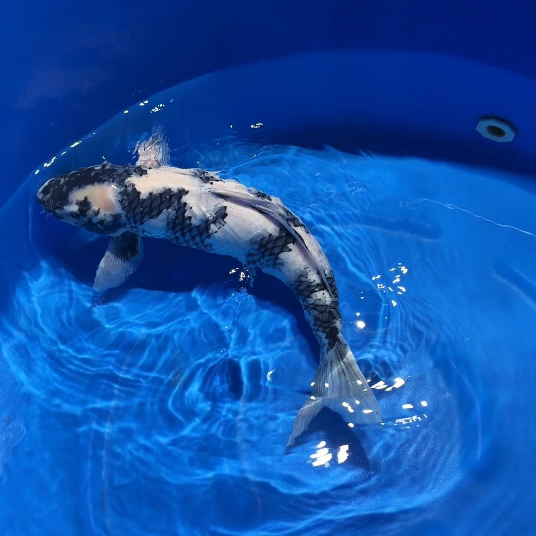 锦鲤白写专拍链接