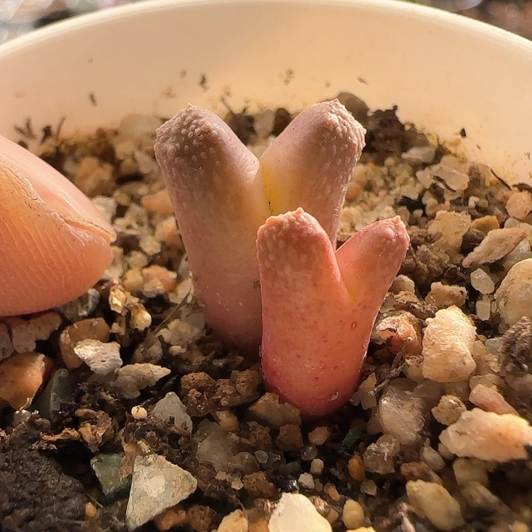 板****馆28包邮脱土发货26926