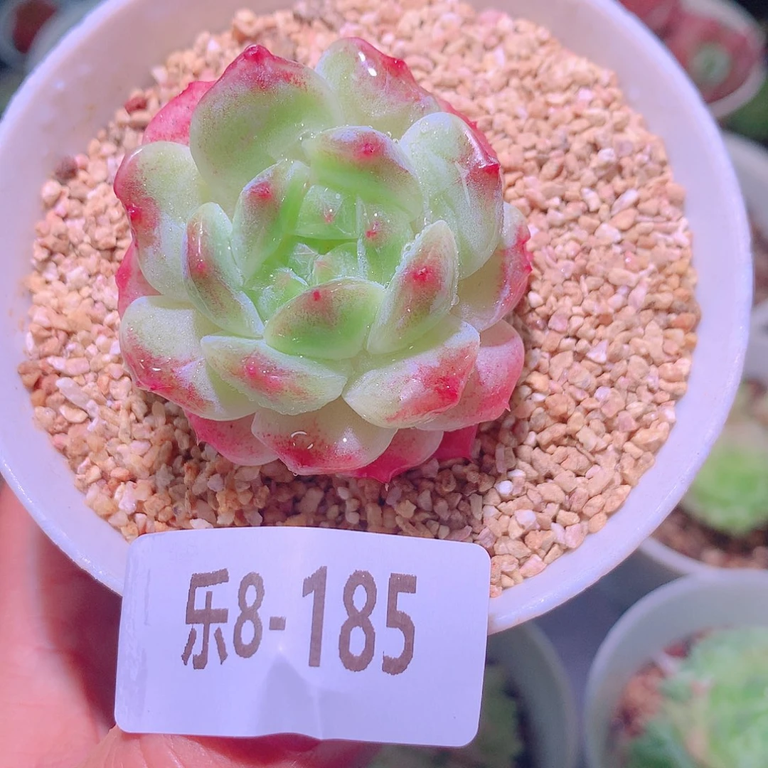 乐然8-185 秘境冰魄