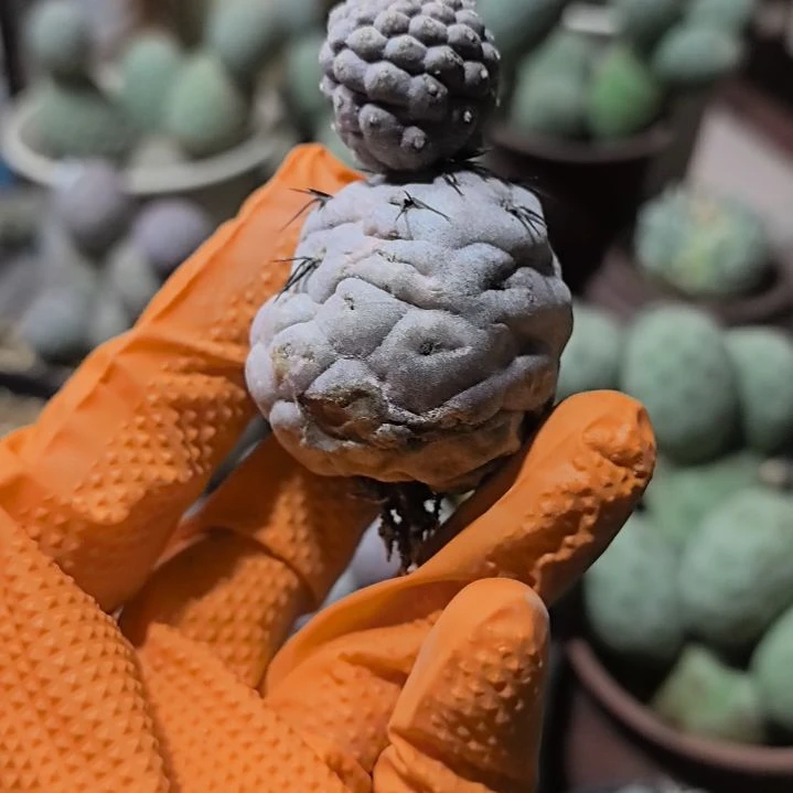 ?***拳习志野仙人球直播