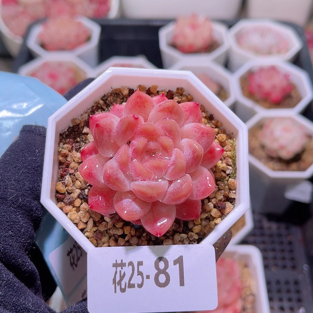 花利美25- 81秘境冰魄