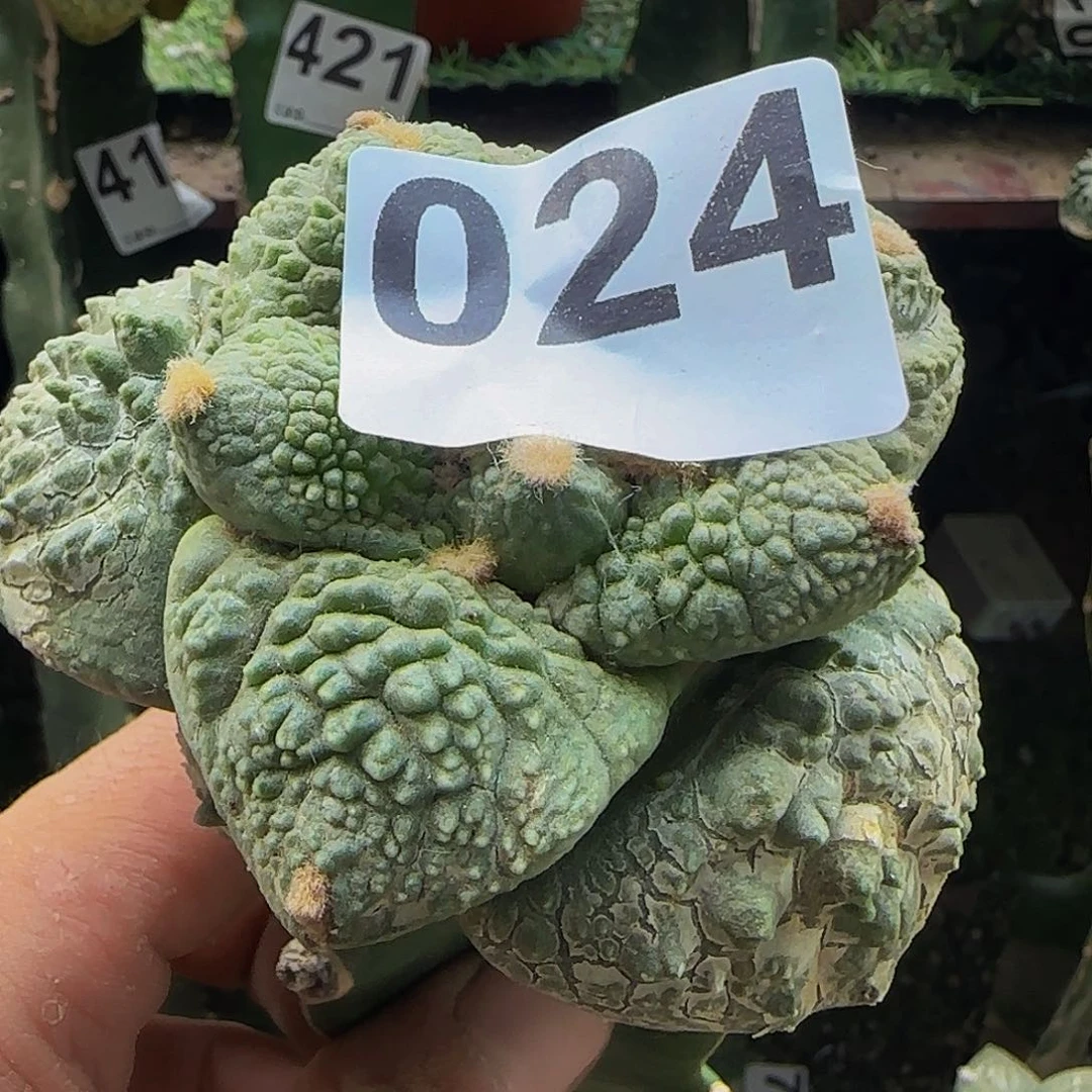 ?****?牡丹024仙人球开花