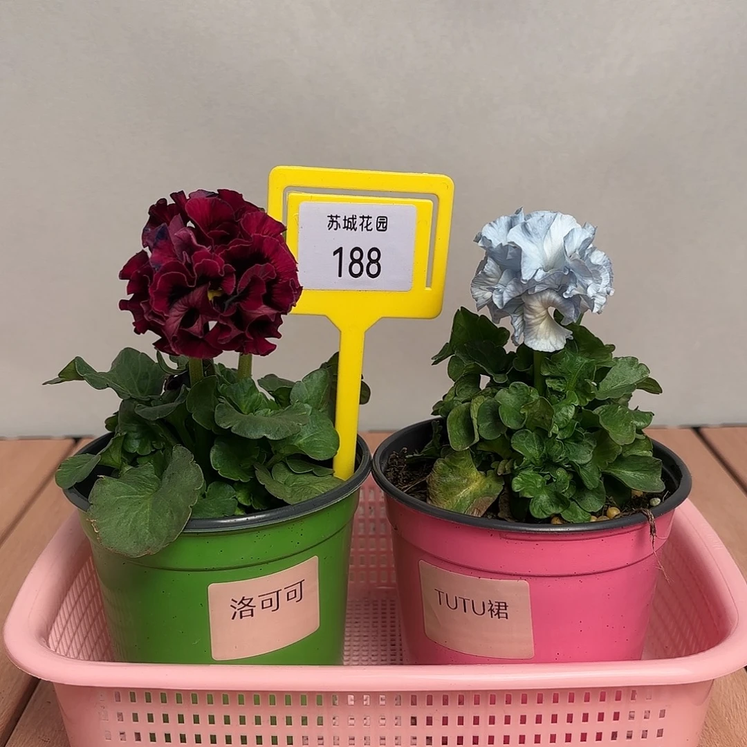 大部分开放少量花苞188