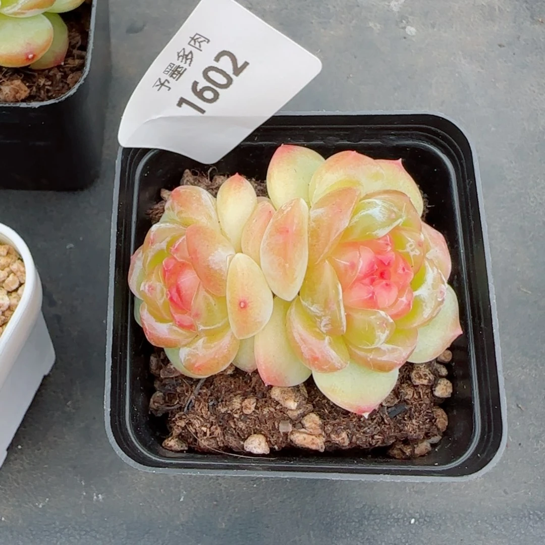 拿铁奶沫，1602多肉植物