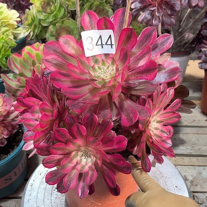 红铜白344冠幅23