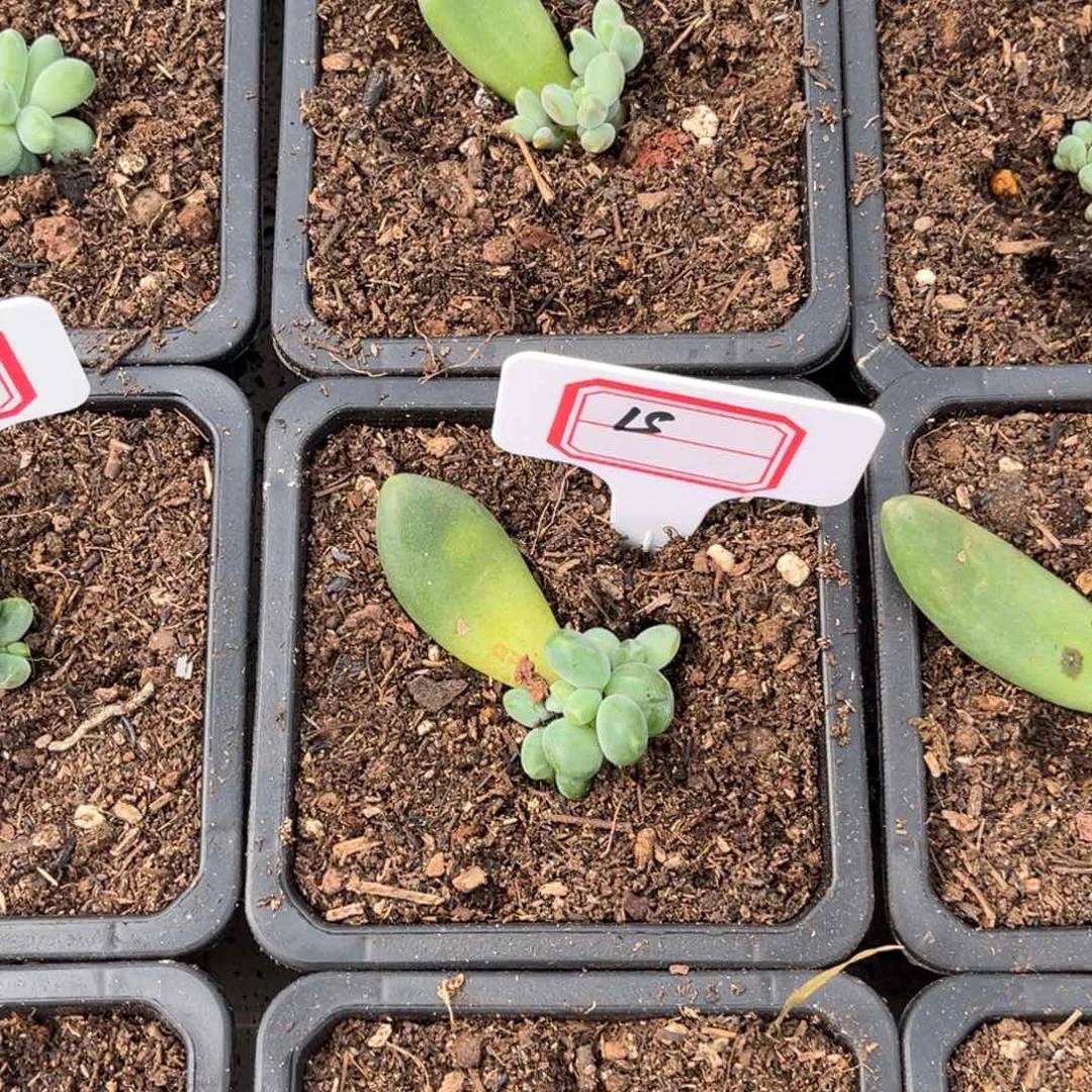 艳***天蓝眼睛多肉植物小苗15