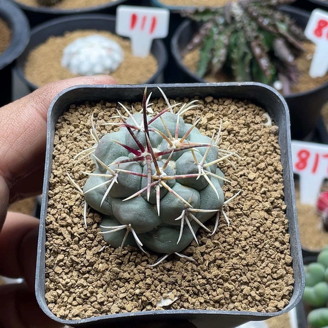 大红鹰仙人球多肉植物