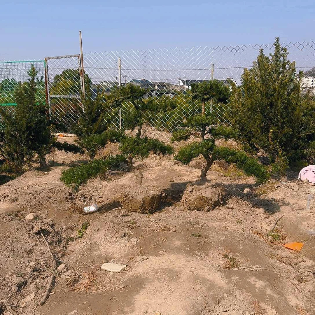 罗汉松盆景艺术知**乐