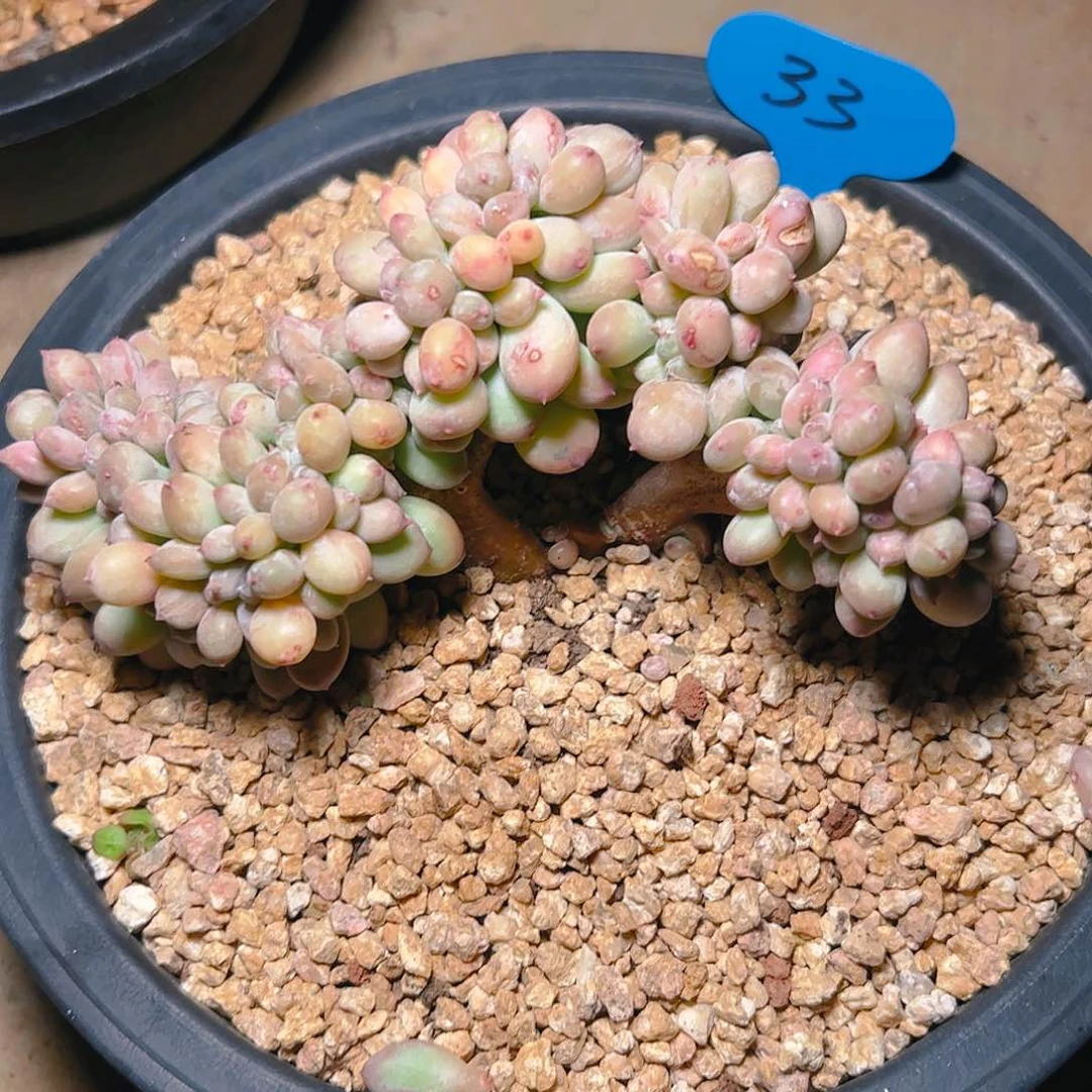 ?****?彩虹豆33号一物一拍