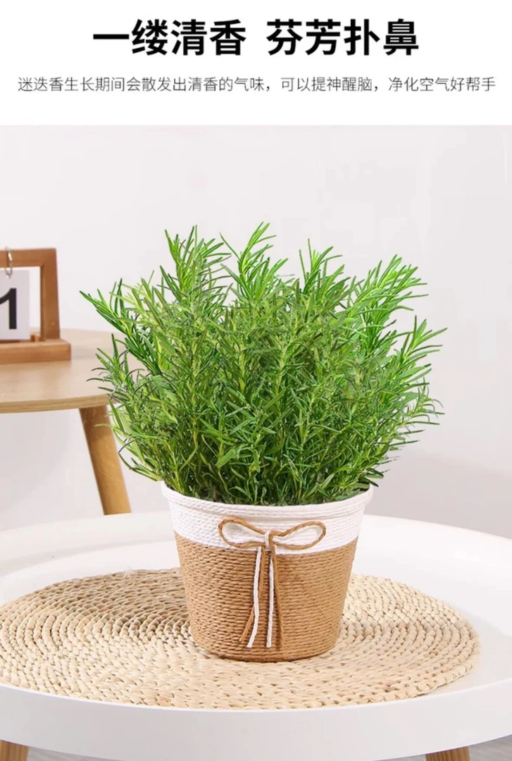 【迷迭香】可食用香草驱蚊植物室内客厅绿植植物