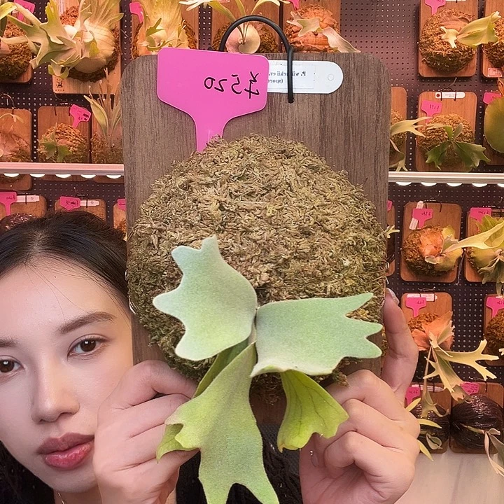 完全开放Nook 丰收月