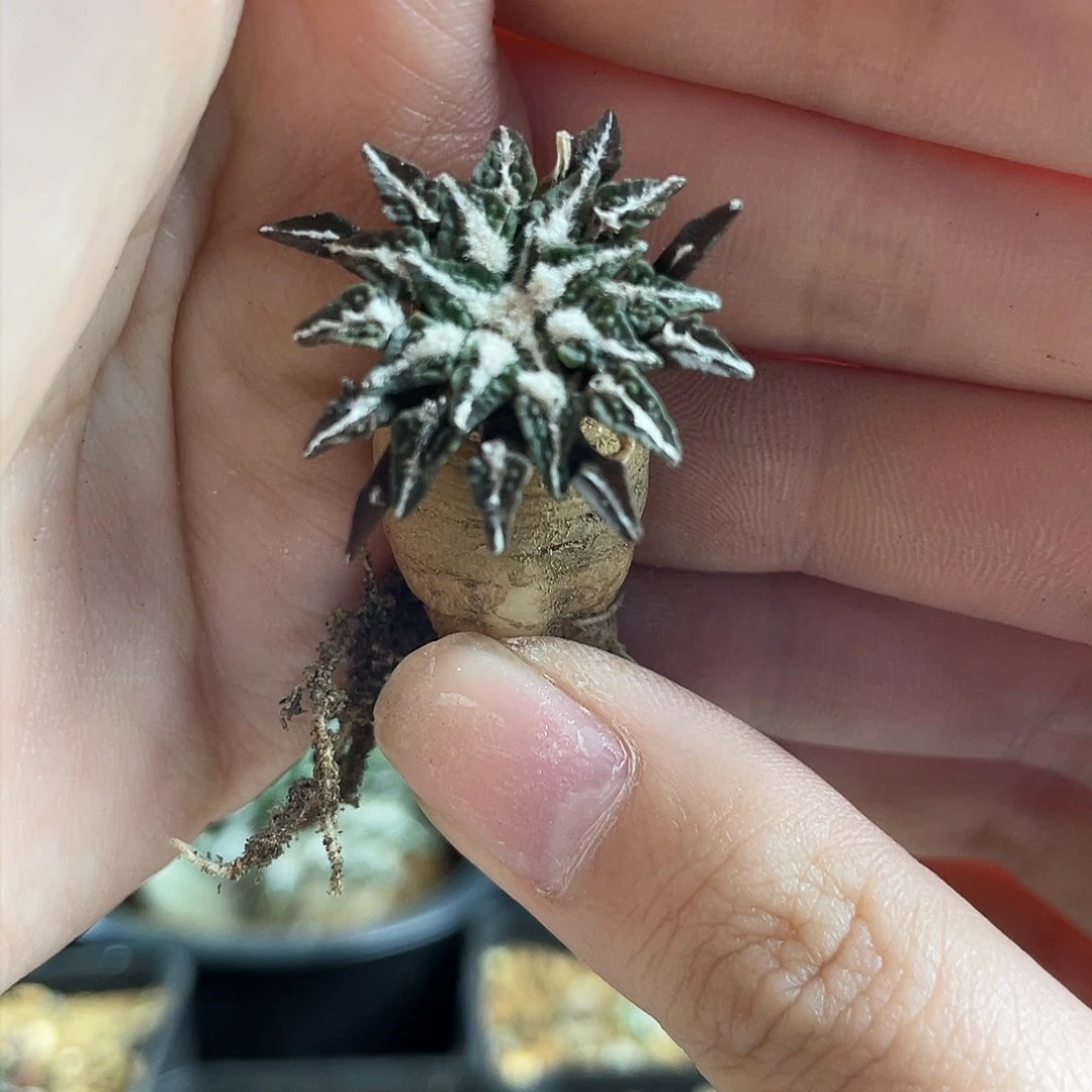 2cm实生泰系馒头姬牡丹萝卜根