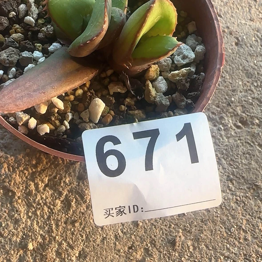 【闪购商品】大*3块根植物布纹球