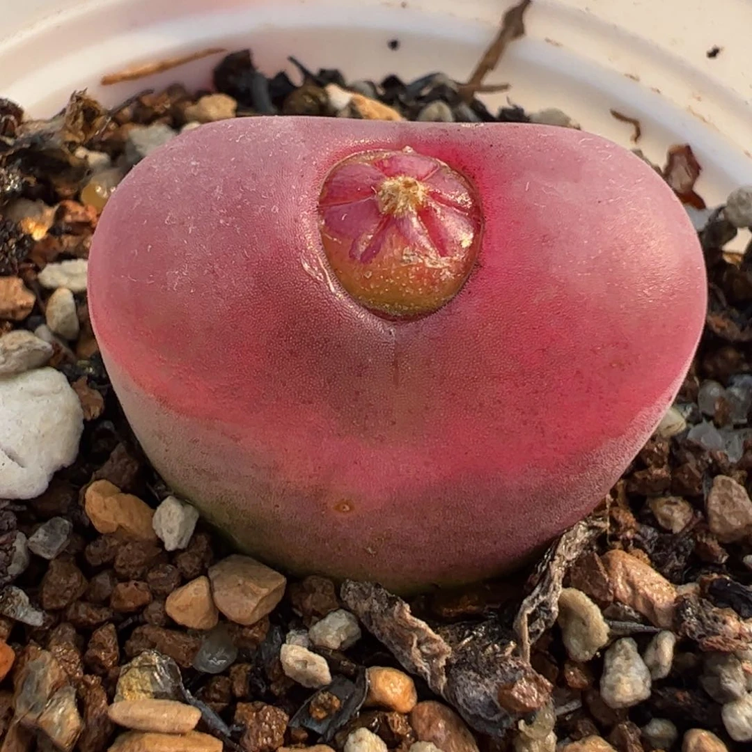 046多肉植物纤维