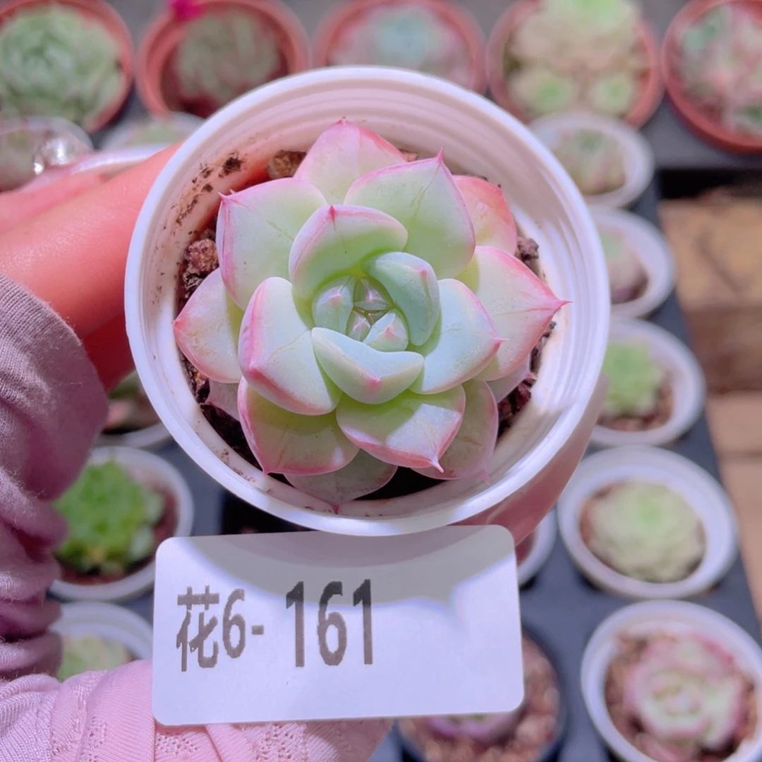 花利美6-161新品