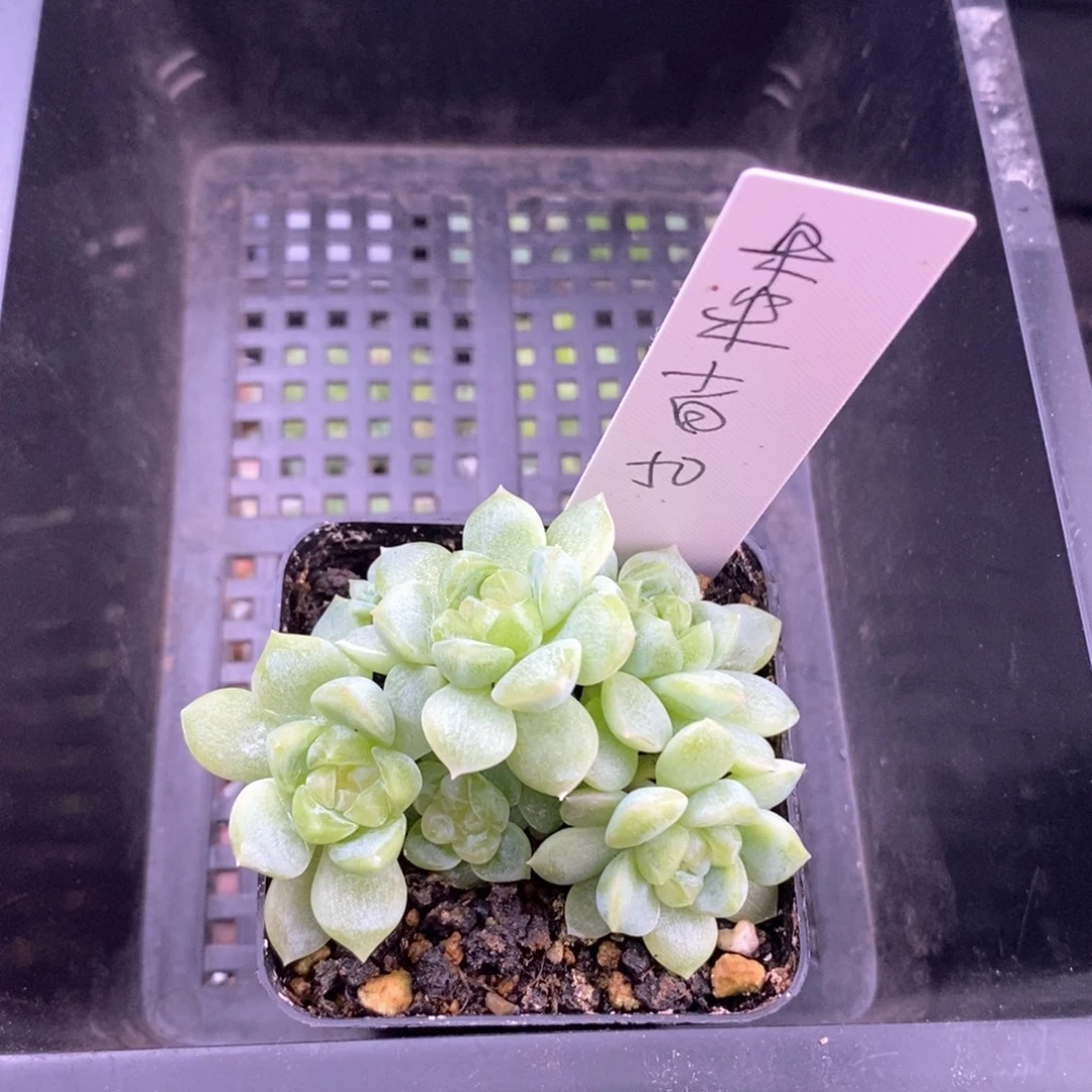 朱朱小白一棵包邮