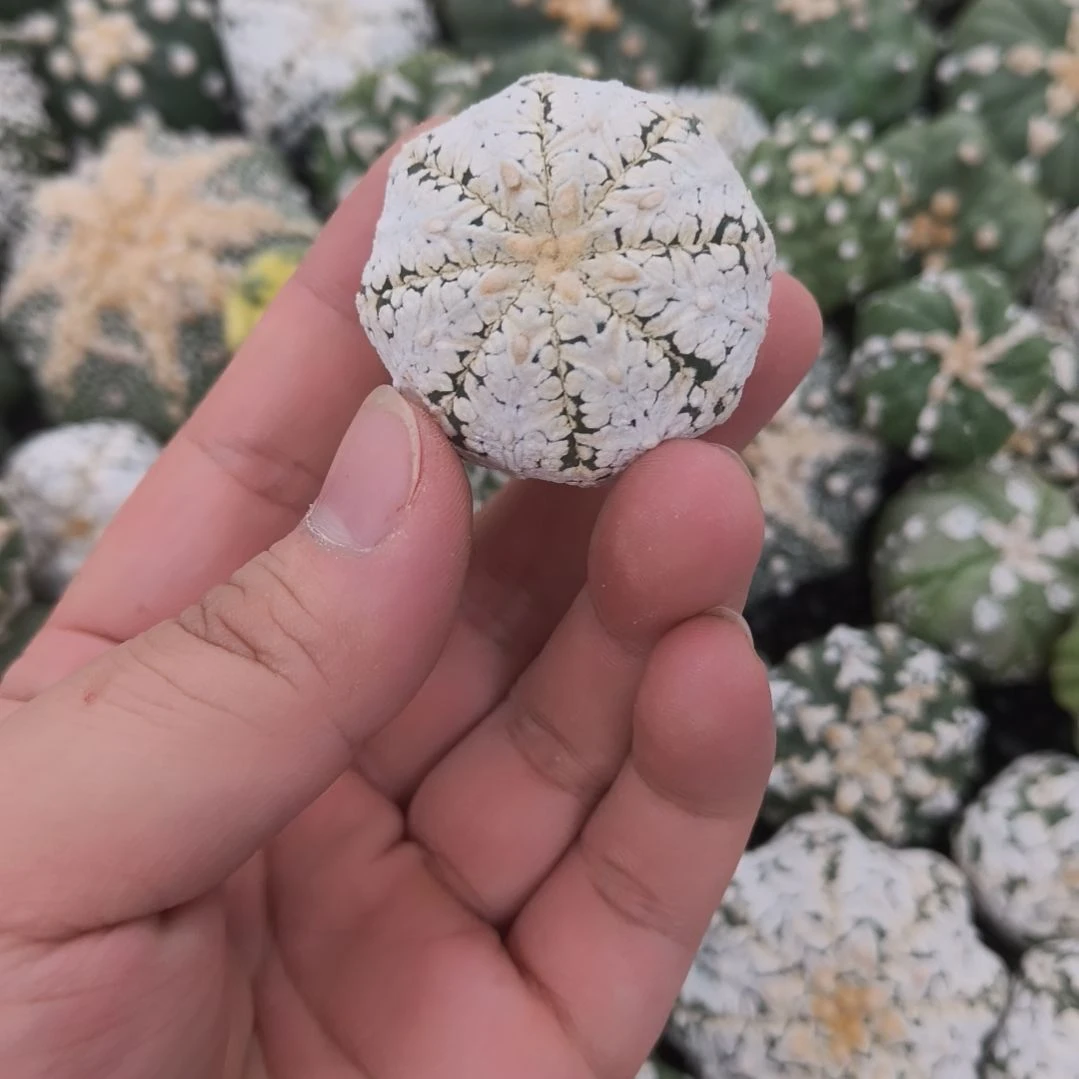 海星体满V浓白v兜兜