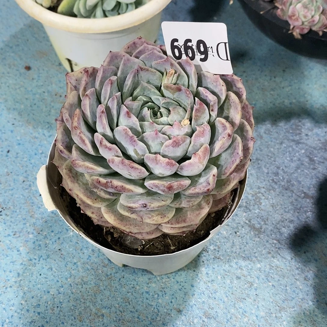 ꧁****꧂699波塞冬多肉植物