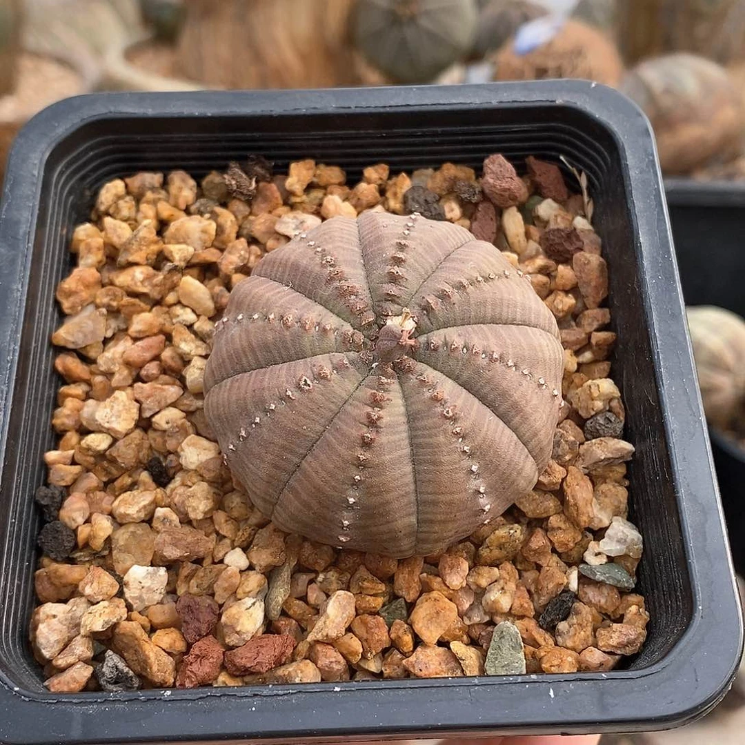 欧系实生布纹球多肉植物