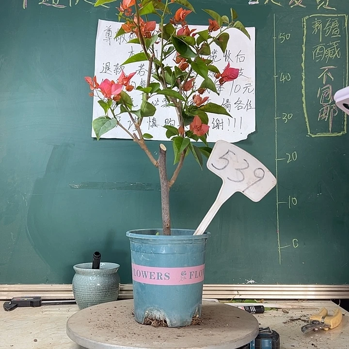 当前无花栽培后可以开花同安红539