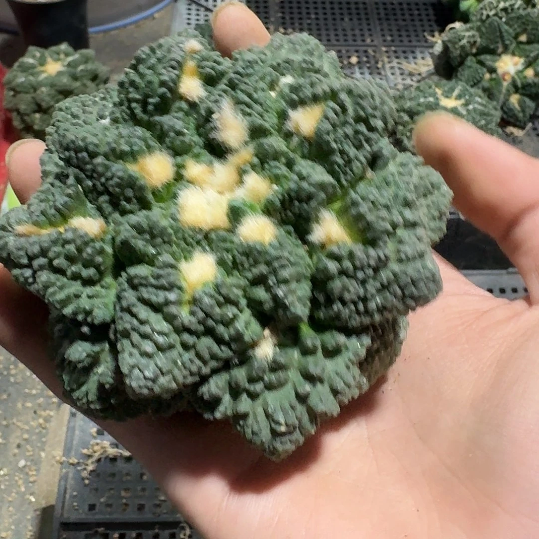 911号 仙人球小萝卜根