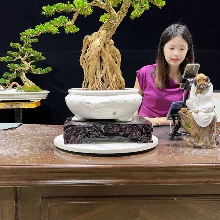 无花朵广东雀舌黄杨盆景艺术