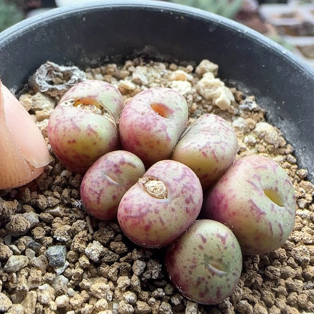 脱土发货28包邮25835