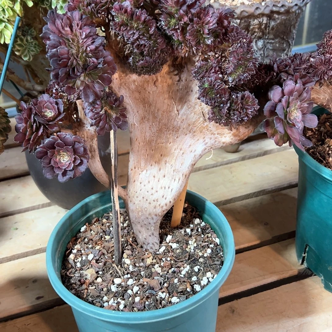 金刚缀化老桩厚板朵缀