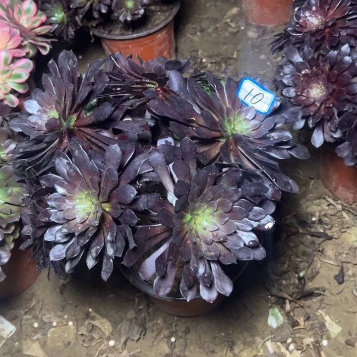 多肉植物黑铜法师10