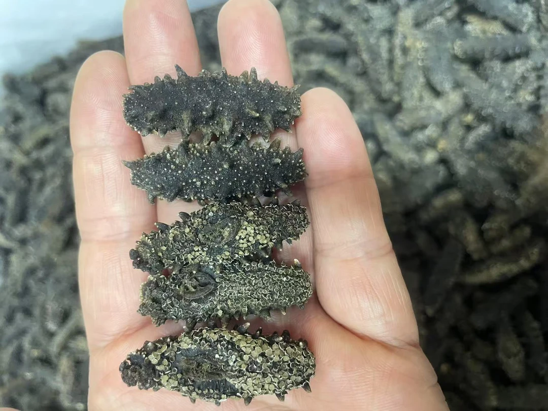 大连海参   高品质海参  国标海参130---140头/一斤