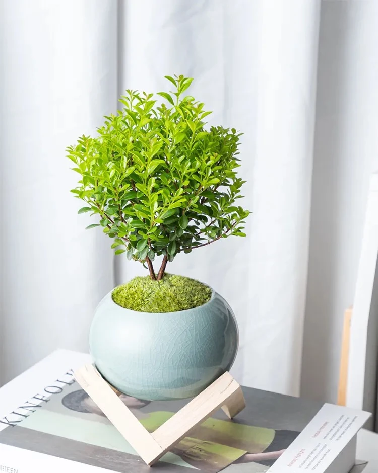 小叶赤楠盆景老桩树室内盆栽植物花卉办公室金丝楠木桌面小绿植