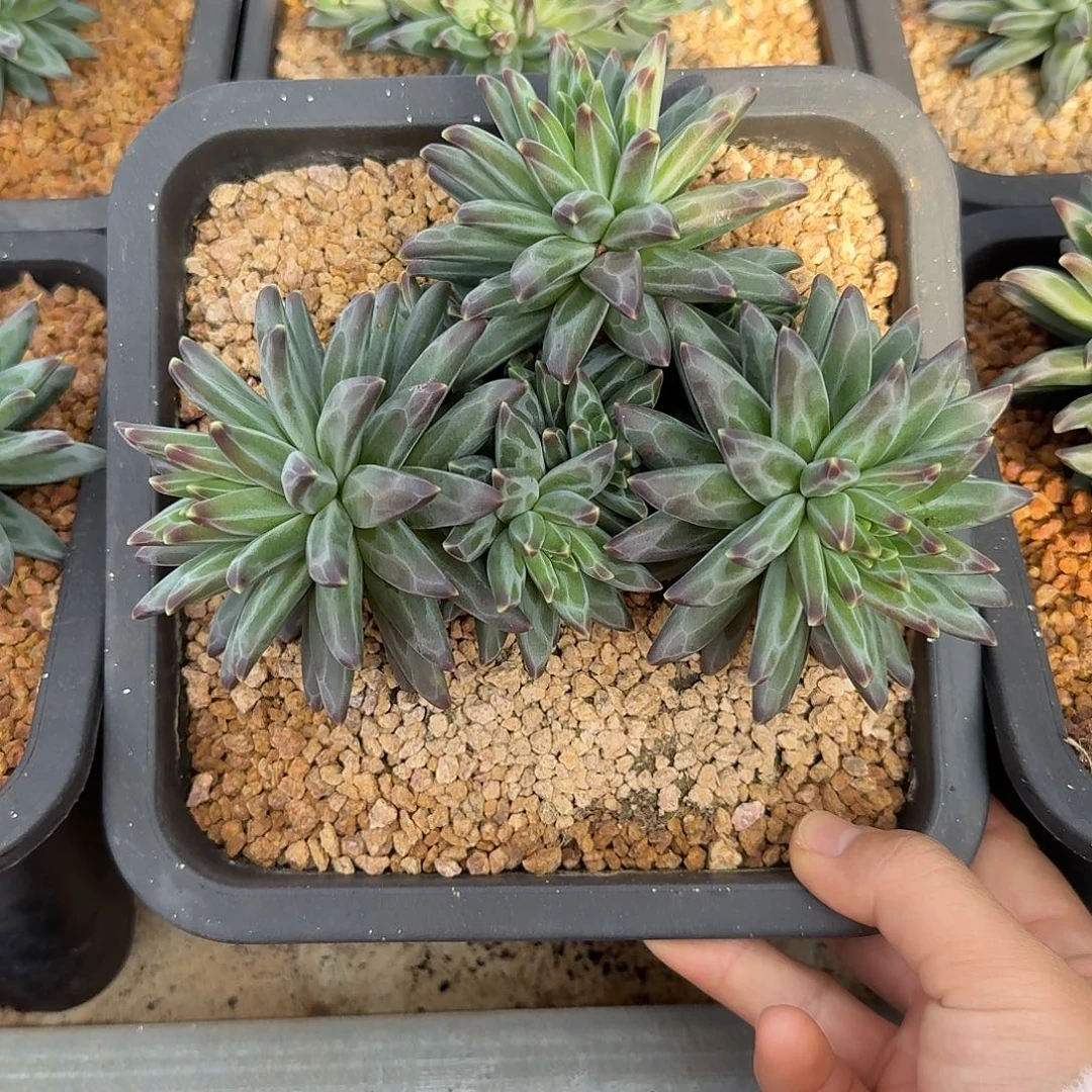 梵高美人整无砍老桩