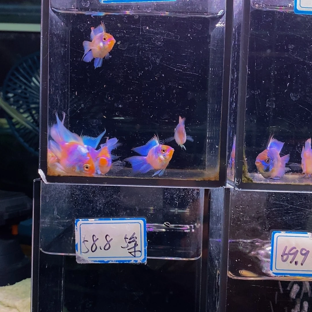 ****火短鲷鱼三对长尾蓝波子
