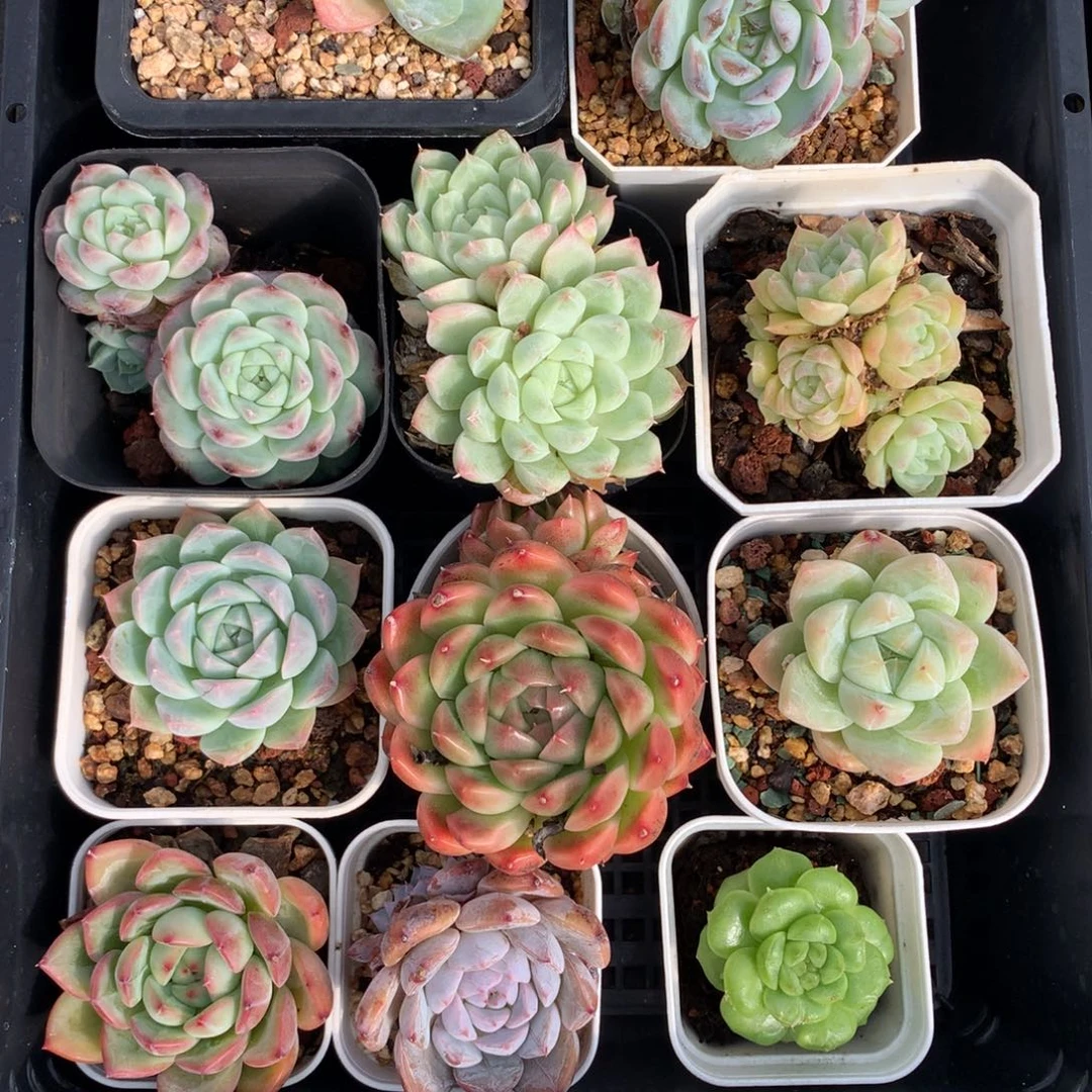 1108-16 套餐一组