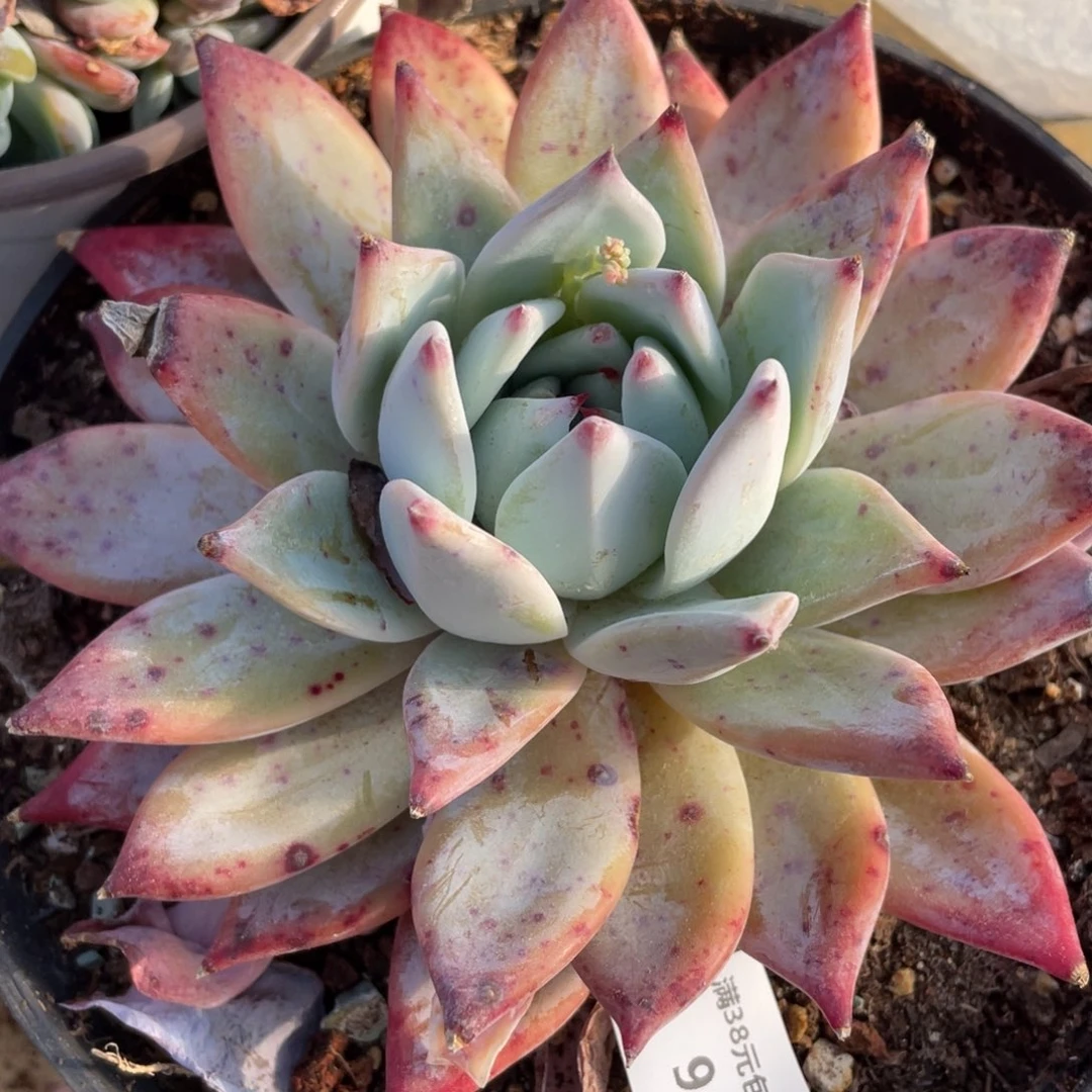 945野卡单头多肉植物老桩