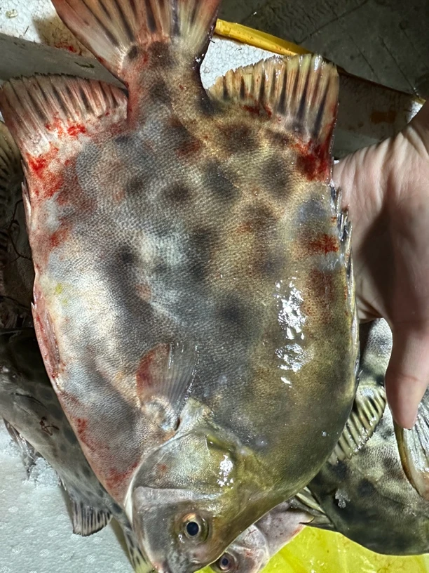 汕尾野生本港金古鱼