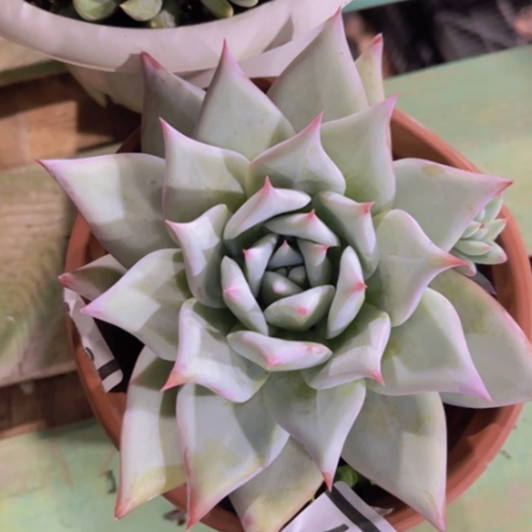 【闪购商品】祖母绿30217