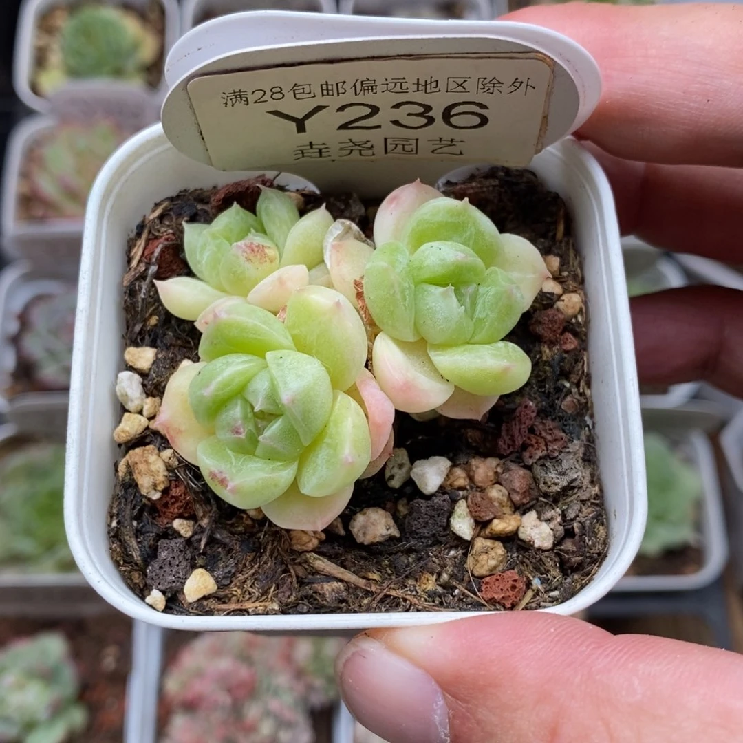 0236 d70 三头 4.5cm