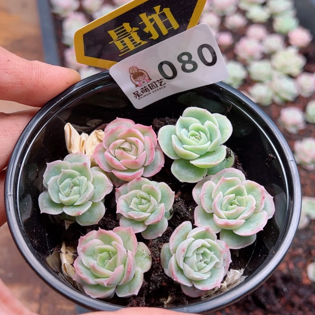 多肉植物多肉植物