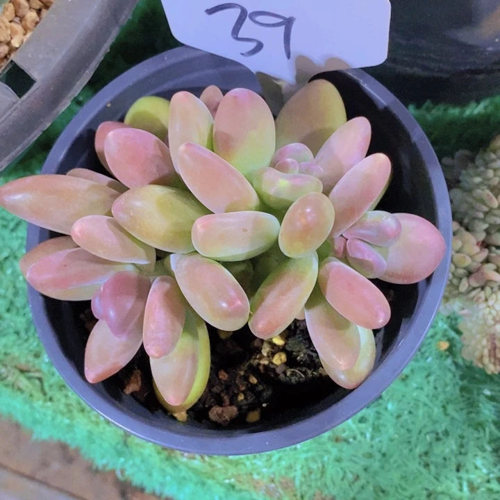 在家里面吃饭的吗