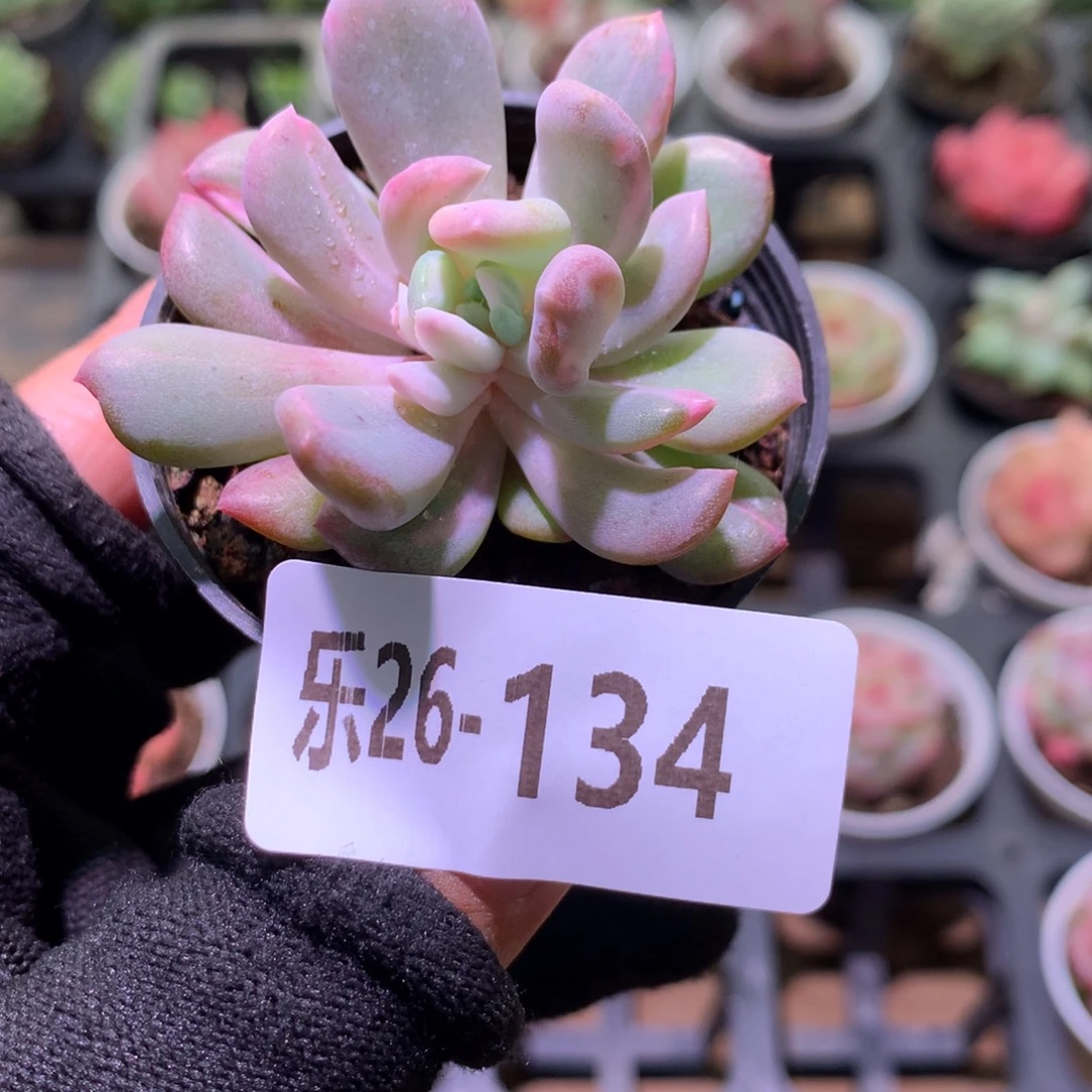 乐然26-134 茶香锦