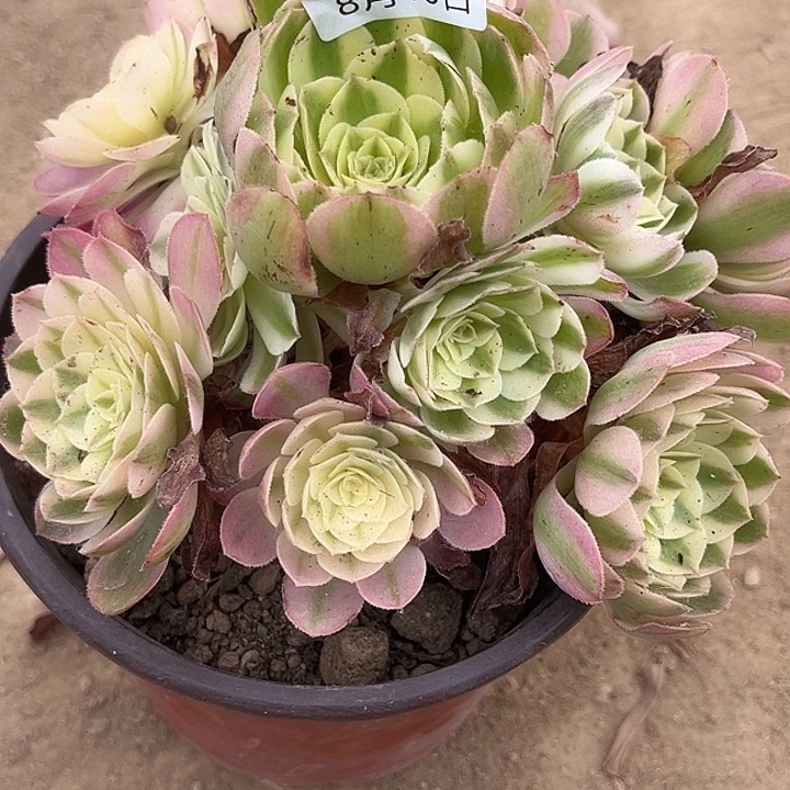 8.10/4荔枝多肉植物3