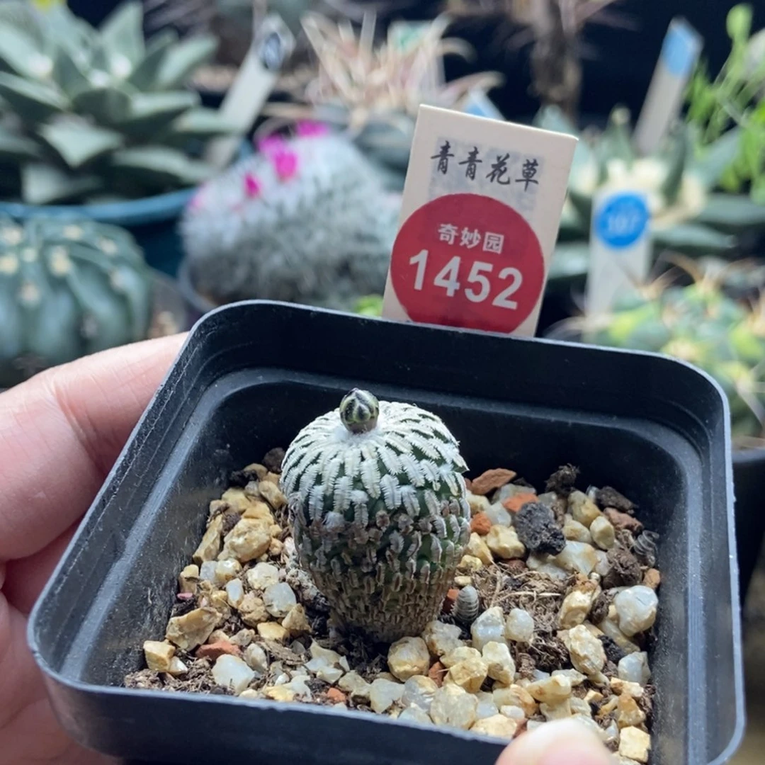 实生带花苞精巧殿2.2cm侧面有斑